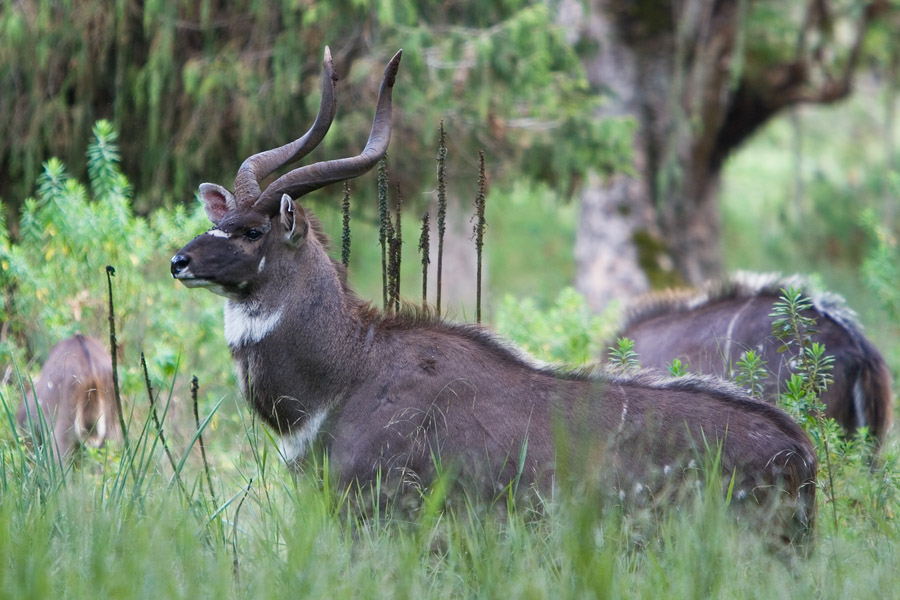 211   Mountain Nyala   bale mountain